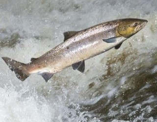“Izokina Bidasoan gora eta Bera” zikloa hasiko dute bihar Beran