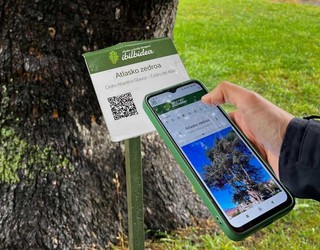 Hiritarren eta hiriguneko biodibertsitatearen bidelagun isilak balioan jartzeko 'Zuhaitzen Ibilbidea' antolatu dute Hondarribian