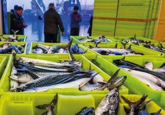 Gasoilaren «Damoklesen ezpatapean» hasi dute arrantzaleek berdelaren koxtera