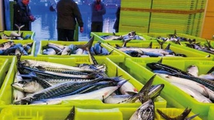 Gasoilaren «Damoklesen ezpatapean» hasi dute arrantzaleek berdelaren koxtera