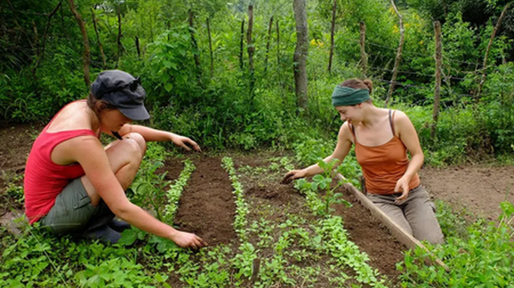 Baso jangarrien ereduak