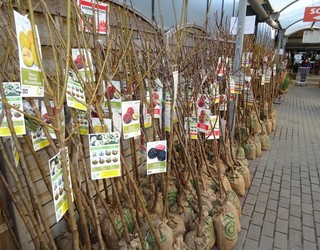 Arbolaren Bestaren lehen edizioa antolatu dute igandean Biriatun