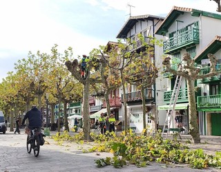 San Pedro kaleko platanondo ugari hilzorian daudenez, udazkenean ordezkatu aurretik segurtasun neurriak hartuko dituzte orain