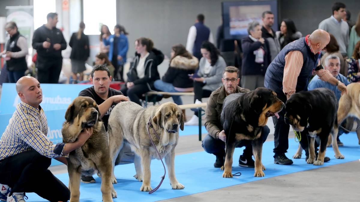 Nazioarteko txakur bikainenak lehiatuko dira asteburuan Ficoban