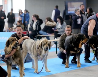 Nazioarteko txakur bikainenak lehiatuko dira asteburuan Ficoban