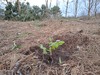 Baso naturalari bide emateko itsas-pinuen mozketa eta hainbat landaketa hasi dituzte Jaizkibelen