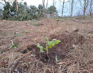 Baso naturalari bide emateko itsas-pinuen mozketa eta hainbat landaketa hasi dituzte Jaizkibelen