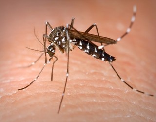 Osasun eta prebentzio protokoloa aktibatu dute Hendaian eltxo tigrearen presentzia dela eta