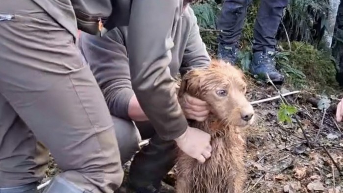 Hamar egunez desagertuta egon den txakur bat onik berreskuratu dute Aiako Harrian