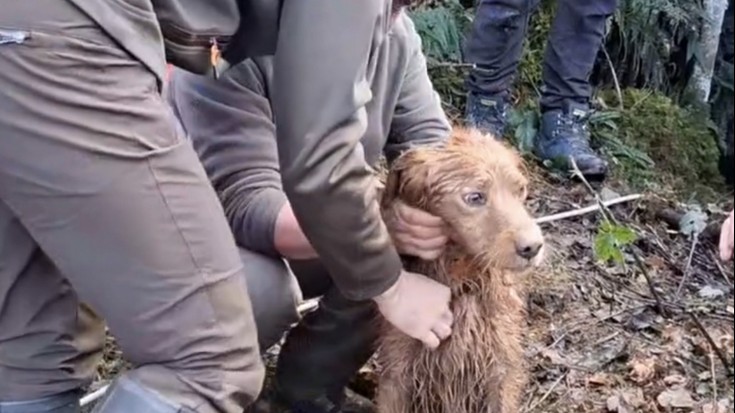 Hamar egunez desagertuta egon den txakur bat onik berreskuratu dute Aiako Harrian