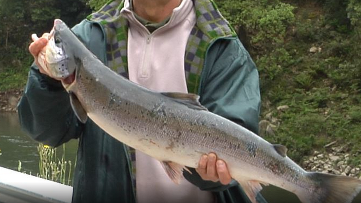 Izokinaren lehendabiziko harrapaketa antolatuko da Bidasoan