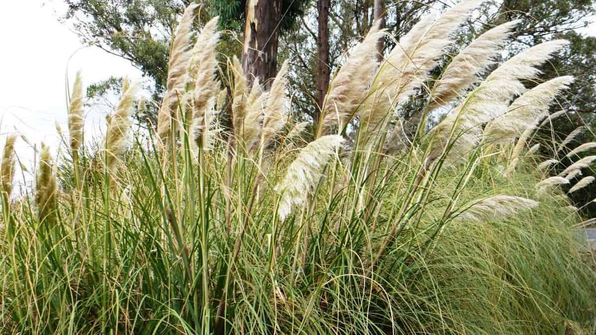 Nafarroako espezie inbaditzaileei buruz hitzaldia eskainiko dute bihar Beran
