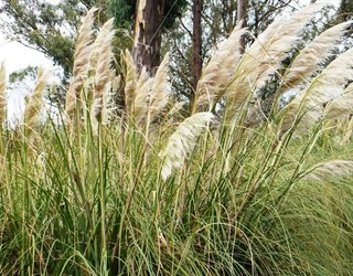 Nafarroako espezie inbaditzaileei buruz hitzaldia eskainiko dute bihar Beran