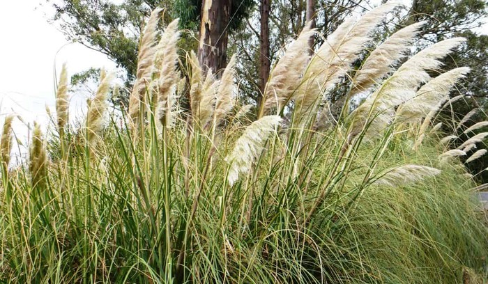 Nafarroako espezie inbaditzaileei buruz hitzaldia eskainiko dute bihar Beran