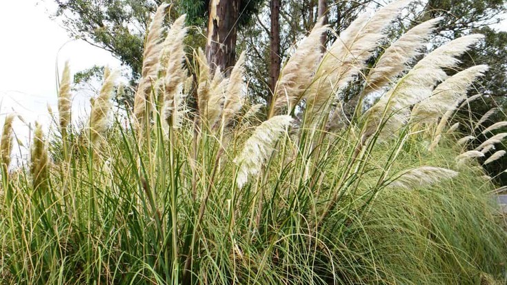 Nafarroako espezie inbaditzaileei buruz hitzaldia eskainiko dute bihar Beran
