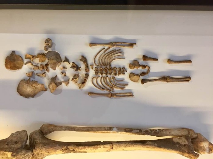 Urpekaritzaren aurreneko froga arkeologikoak aipagai Oiasso Museoan