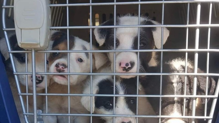 Animalien ongizatea babesteko Udal Ordenantza berri bat exijitzen dute Irunen