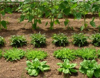 Bilera irekiak eginen dituzte nekazaritza sektorea indartzeko Baztan-Bidasoan