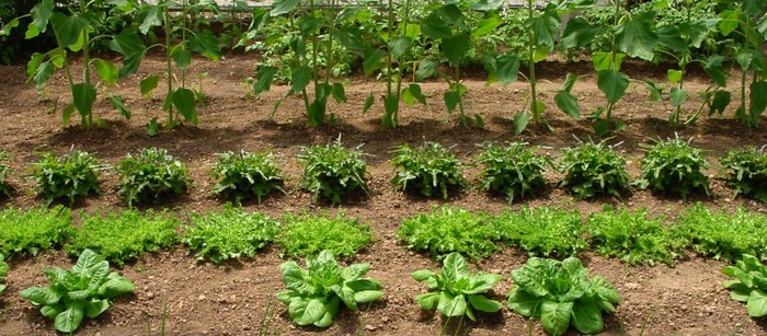 Bilera irekiak eginen dituzte nekazaritza sektorea indartzeko Baztan-Bidasoan