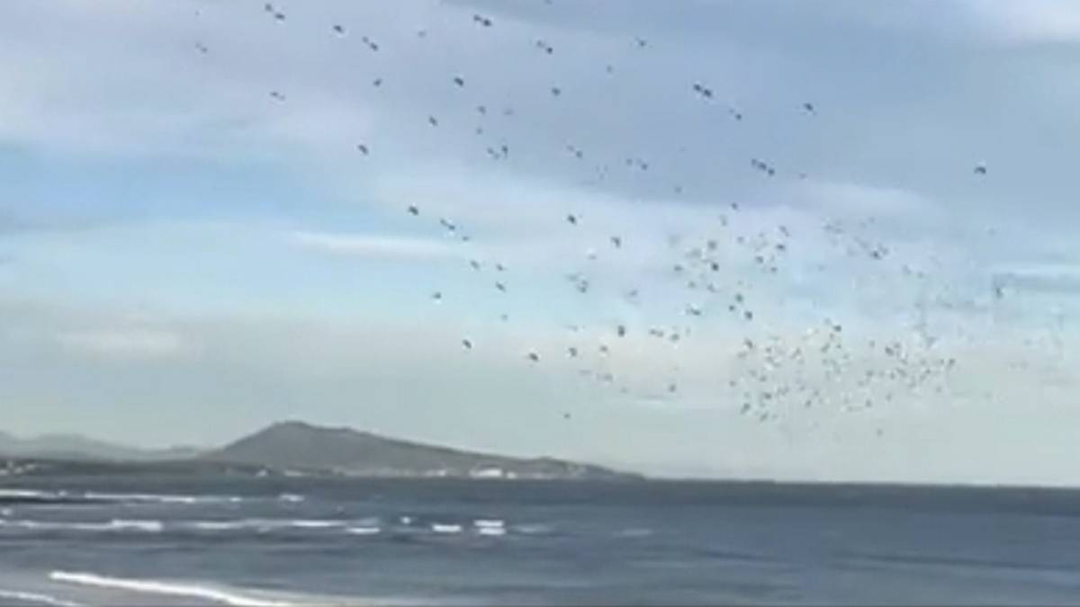 Urruña eta Bidasoaldea usoen Europako migrazio pasabide nagusia bilakatu dira