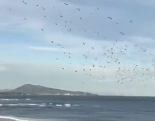 Urruña eta Bidasoaldea usoen Europako migrazio pasabide nagusia bilakatu dira