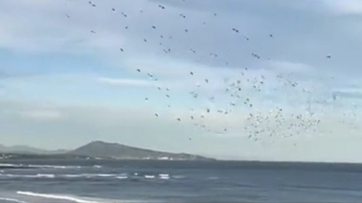 Urruña eta Bidasoaldea usoen Europako migrazio pasabide nagusia bilakatu dira