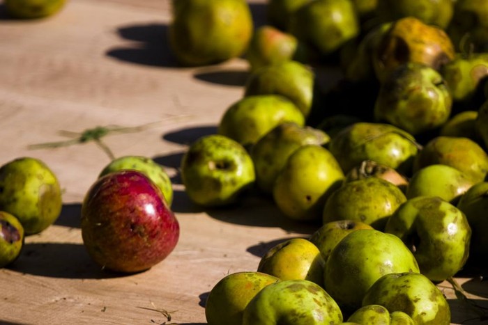 Sagarren besta ospatuko dute igandean Biriatun