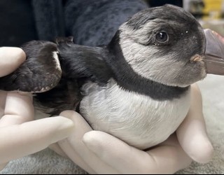 Itsas-hegaztien lehorreratze masiboaren aurrean laguntza eskatu du Hegalaldia fauna basatiaren zaintza zentroak