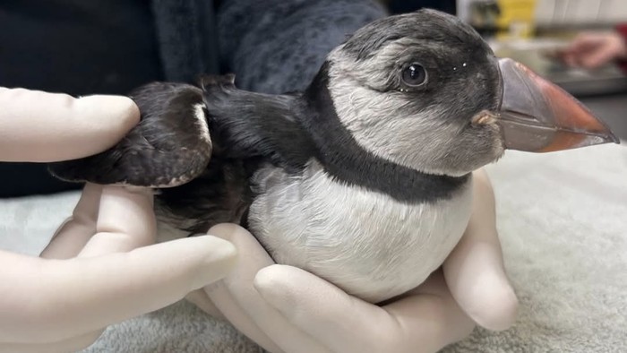 Itsas-hegaztien lehorreratze masiboaren aurrean laguntza eskatu du Hegalaldia fauna basatiaren zaintza zentroak