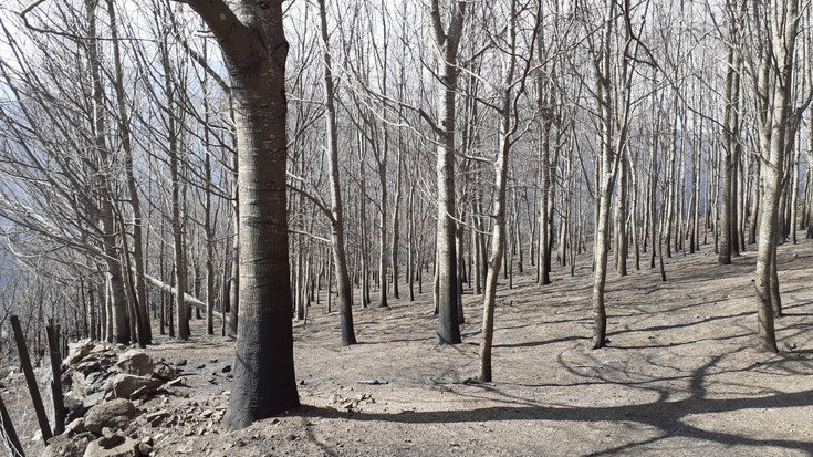 Berako herri lurretako basoak berritzeko plan bat garatzen ari da Gurutze Gorria