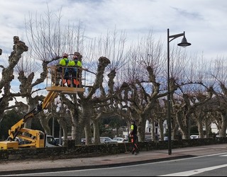 Zumardiko platanondoak kimatzeko lanak gaur hasi dituzte