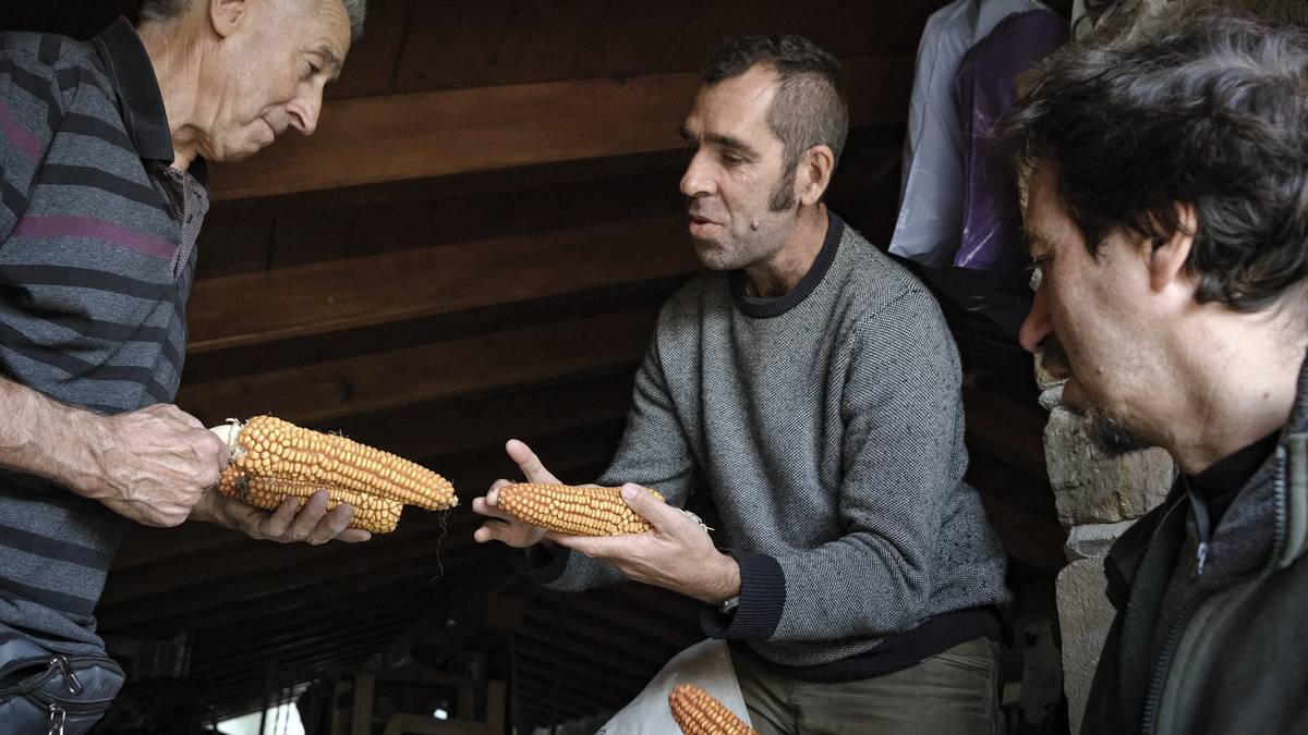 Marc Badal: «Denok nahi dugu herriko bestetan talo bat jan; zergatik ez tokiko arto irinarekin egindakoa?»