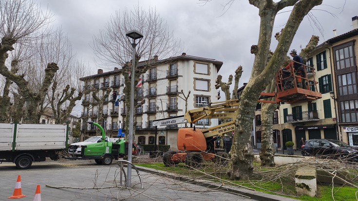 Kontratu berria esleituta, hiriko zuhaitzen kimaketa kanpaina martxan jarri dute Irunen