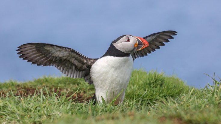 Nils ekaitzak itsas txoriak egoera latzean utzi dituela ohartarazi dute