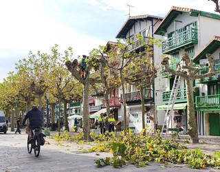 Udazkeneko kimaketa kanpaina martxan dute Hondarribian