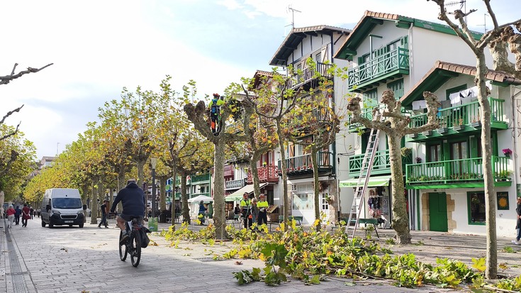 Udazkeneko kimaketa kanpaina martxan dute Hondarribian