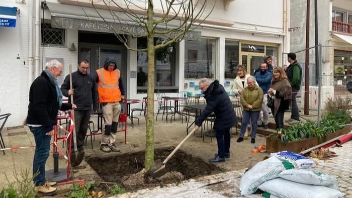 Erauzitako ezki zentenarioen ordezko zuhaitzak landatu dituzte Errepublika plazan