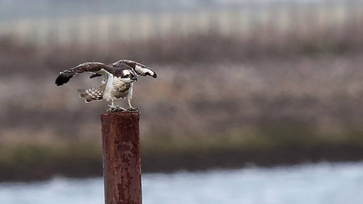Arrano arrantzalearen presentzia nabarmen emendatu da Txingudiko hezeguneetan