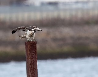 Arrano arrantzalearen presentzia nabarmen emendatu da Txingudiko hezeguneetan